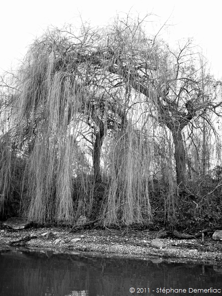 Saule
