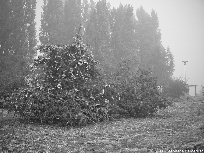 Brume