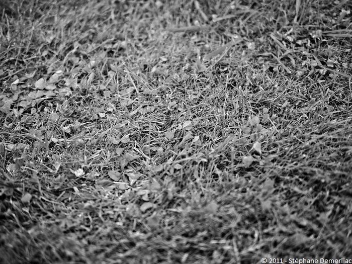 Herbe