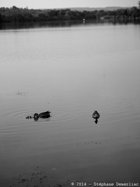 canards